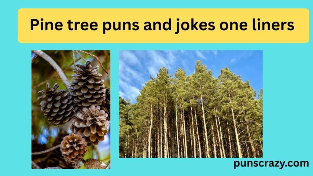 Pine Tree Puns and Jokes